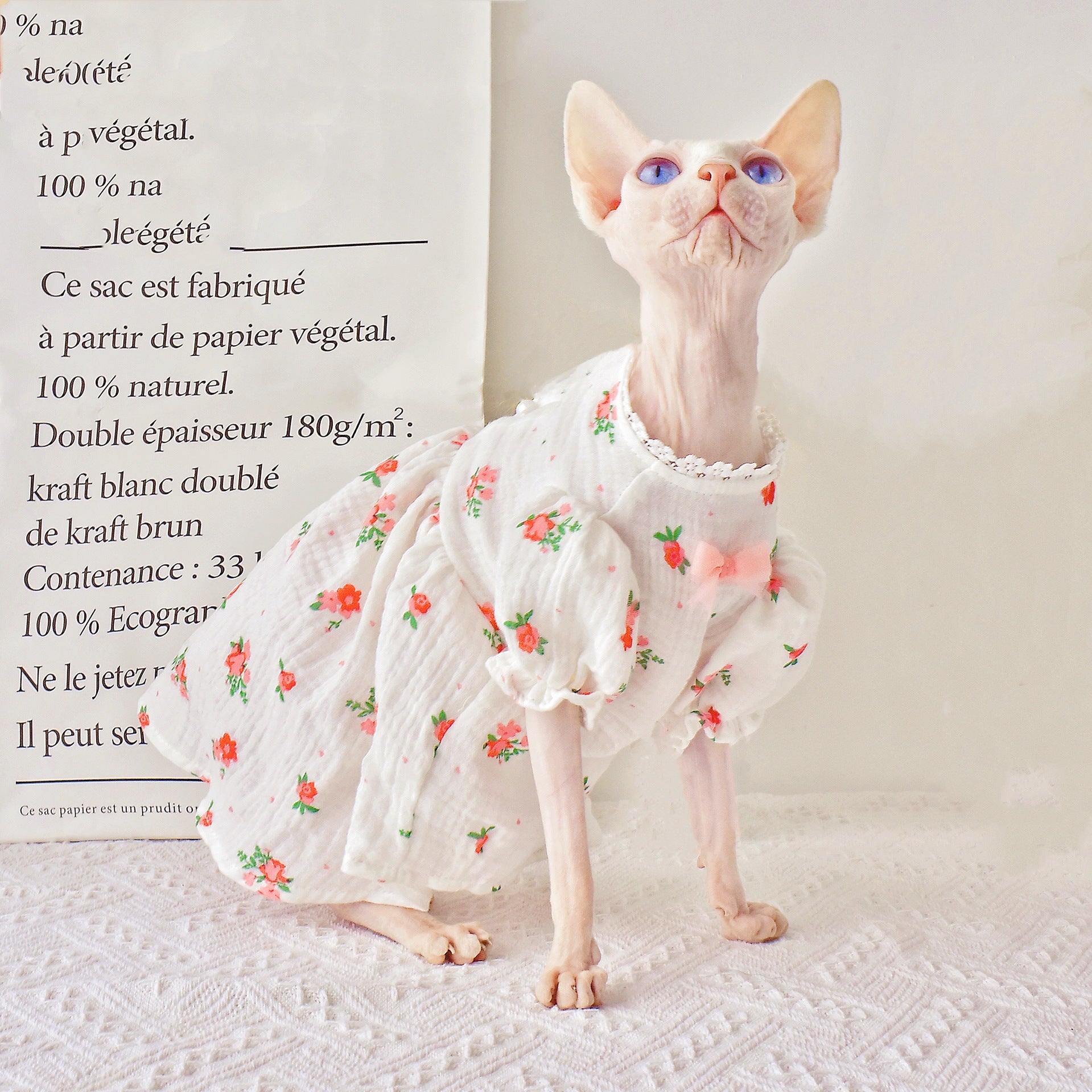 Botrytis - Sphinx Hairless Cat Summer