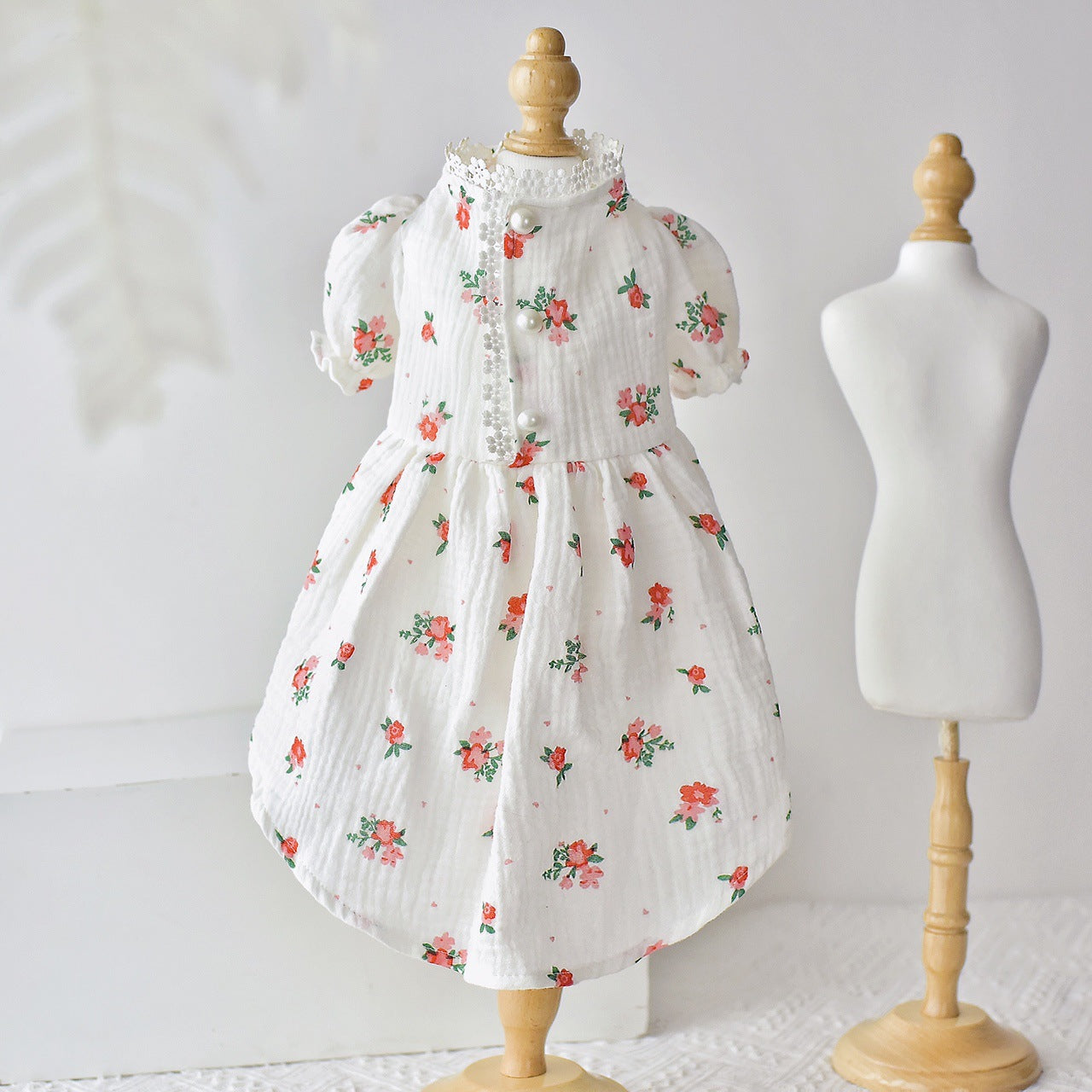 Botrytis - Sphinx Hairless Cat Summer